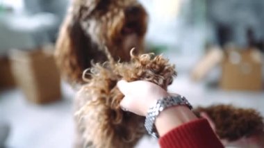 Arka ayakları üzerinde oynarken labradoodle kız çalış kıvırcık köpek, gülümseyen köpek, köpek ile stand