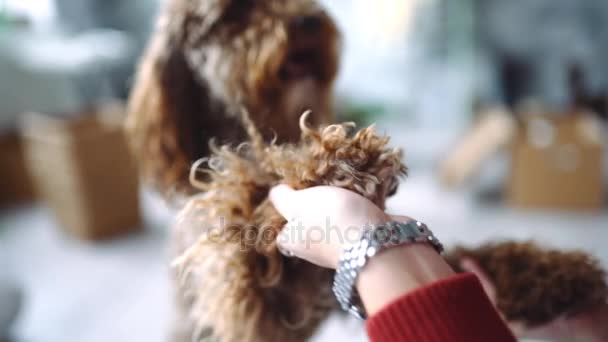 Chica juega con perro rizado, cur sonriente, perro de pie en sus patas traseras, labradoodle jugando — Vídeos de Stock