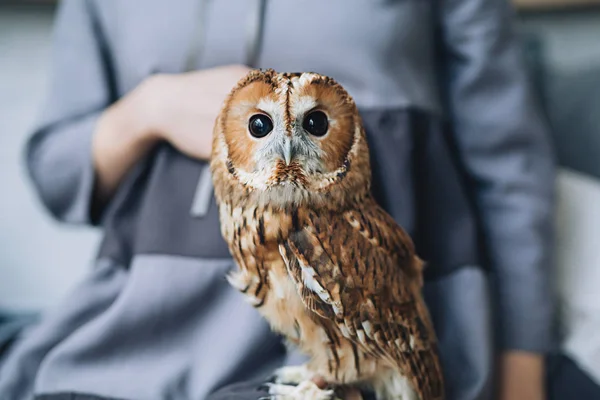 Femme enceinte caucasienne avec maquillage en robe grise étreint son ventre avec hibou assis sur son bras, portrait de la future mère, grossesse heureuse, portrait de mode, femme en robe — Photo