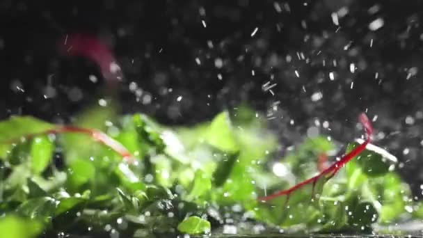 Hijau segar jatuh dengan percikan dalam gerakan lambat, makanan dalam gerak super lambat, laju frame yang tinggi, 240 frame per detik — Stok Video