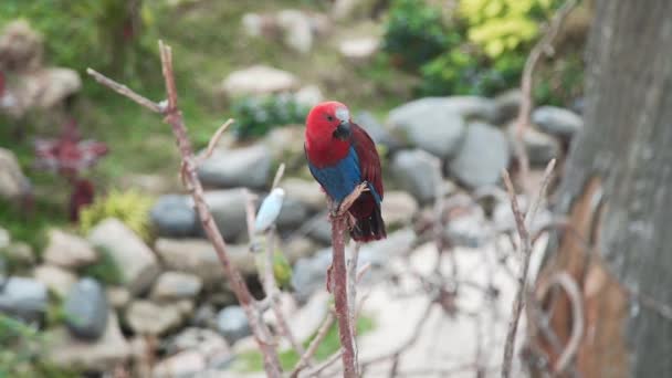 Красивый экзотический пестрый попугай сидит на ветке дерева в тропическом саду, азиатские птицы, тропическая фауна — стоковое видео
