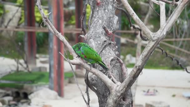 Exotic motley parrot climbs on the branch of the tree in tropical garden, asian birds, fauna of the tropical forest — Stock Video