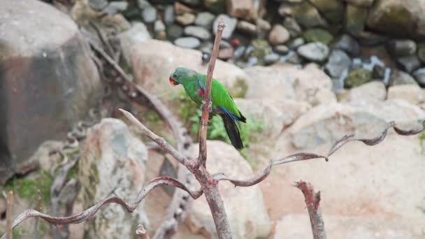 Красивые экзотические пестрые попугаи взбираются на ветку дерева в тропическом саду, азиатские птицы, фауна тропического леса — стоковое видео