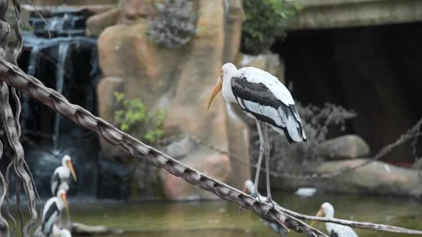 Garza blanca grande se encuentra en la rama, aves silvestres, flora y fauna, grandes aves exóticas — Vídeos de Stock