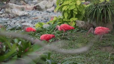 Egzotik pembe kuş yiyecek bulmak tropikal orman çim, orman, güzel kuşlar, parlak renkler faunası
