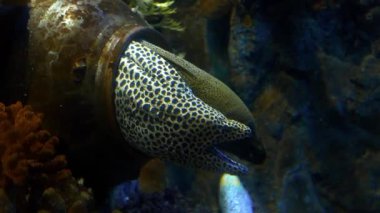 İki uzun moray eles yaşayan onların mağara, deniz, mercan kayalığı sakinleri, sualtı canlıları, deniz organizma, deniz avcı moray açık ağızlı
