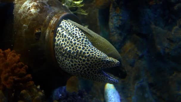 Two long moray eels with open mouths living in their cave, moray in the sea, coral reef dwellers, underwater life, sea organism, sea predator — Stock Video