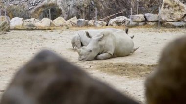 Beyaz gergedanlar toz içinde yatıyordu ve sahip bir dinlenme, hayvanat bahçesi hayvanları, gergedanlar tropikal park, egzotik Afrika faunası, nesli tükenmekte olan hayvanlar