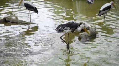 Büyük beyaz balıkçıllar su üzerinde yürümek ve yaymak onların kanatları, yabani kuşlar, flora ve fauna, büyük egzotik kuşlar