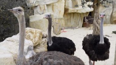 Devekuşları çalıştırmak ve peck her diğer, Hayvanat Bahçesi, dev kuş, hayvanları, devekuşu, çöl fauna, hayvanat bahçesinde kapat