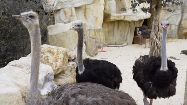 Ostriches run and peck each other, animals in the zoo, giant bird, close up of the ostrich , desert fauna, at the zoo — Stock Video