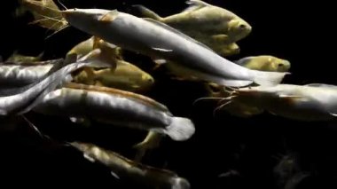 Altın carps ve beyaz catfishes etrafında sualtı karanlık, doğa ortamlarında balıklar yüzme sualtı dünyasını nehir sularında balık