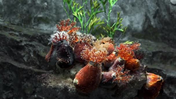 A rock Anemons reef víz alatt, víz alatti tengeri növények és élőlények, színes vízi világ, kihagyhatatlan reef, víz alatti fajok sokféleségének — Stock videók