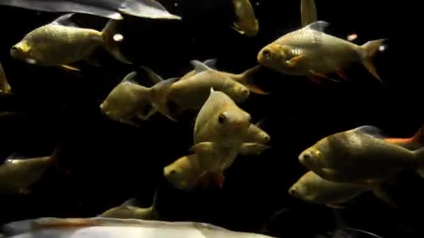 Golden carps and white catfishes swimming around in underwater dark, fishes in the nature habitat, fish in the river waters, underwater world — Stock Video