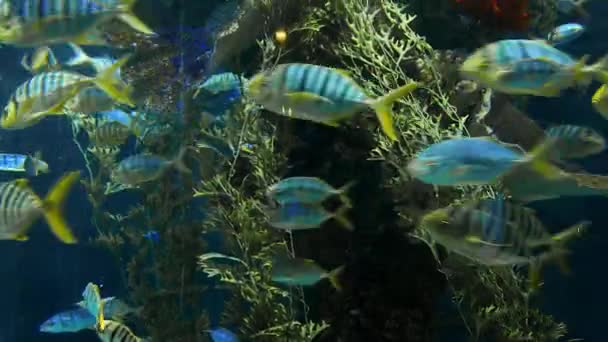 Смугасті риби плавають навколо скельного рифу під глибокою блакитною водою, школа риб в глибині моря, блакитні води, корали і рифи — стокове відео