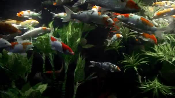 Japońskie karpie popływać w przejrzyste wody wśród nitkowatych, kolorowe ryby, podwodny świat ryb słodkowodnych rzek i jezior — Wideo stockowe