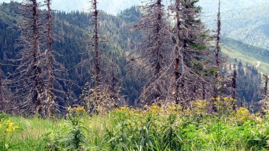 Ukraynalı Karpatlar, Skole Beskydy
