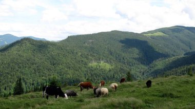 Ukrayna Karpatları, Doğa Koruma Alanı,