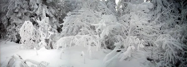 Ukraynalı Karpatlar, Skole Beskydy