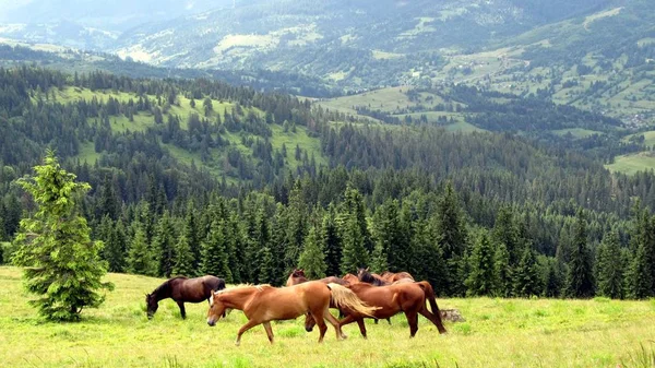 Ukraynalı Karpatlar, Skole Beskydy