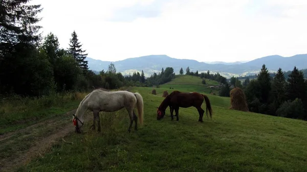 Ukraynalı Karpatlar, Skole Beskydy 