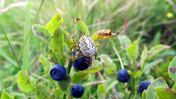 Ukraynalı Karpatlar, Skole Beskydy 