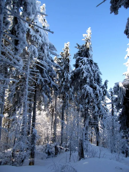 Cárpatos Ucranianos Skole Beskydy National Park —  Fotos de Stock