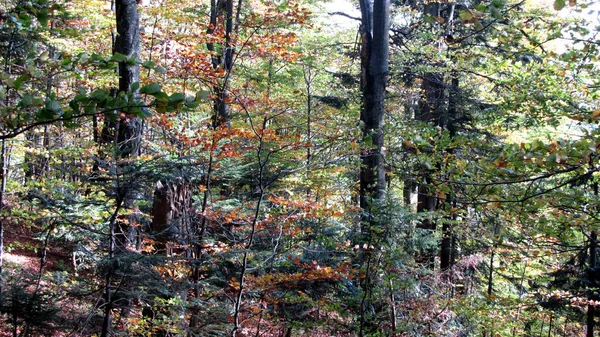 Ukraynalı Karpatlar, Skole Beskydy Ulusal Parkı,