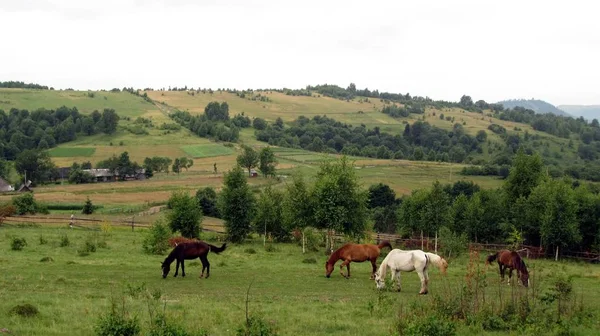 Ukraynalı Karpatlar, Skole Beskydy