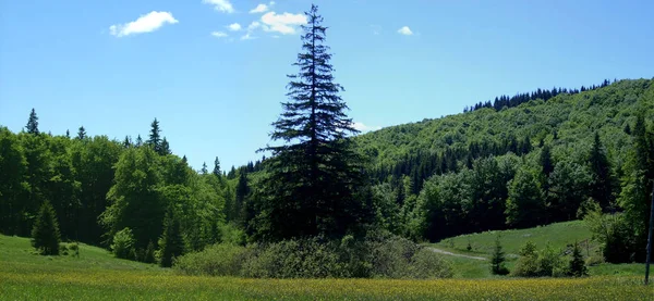 Oekraïense Karpaten Skole Beskydy — Stockfoto