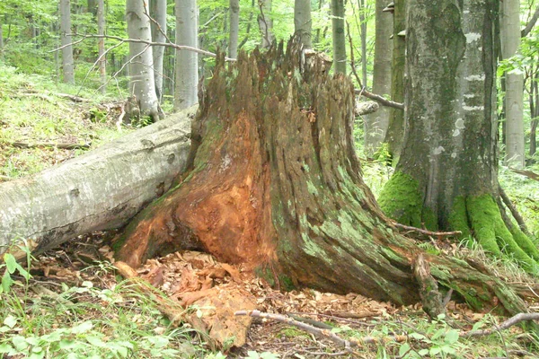 Ukraynalı Karpatlar, Skole Beskydy Ulusal Parkı