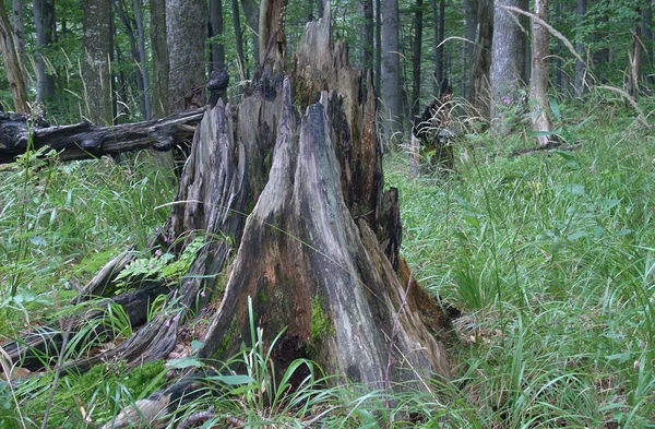 Ukraynalı Karpatlar, Skole Beskydy Ulusal Parkı