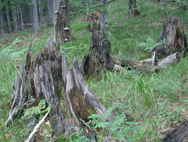 Ukraynalı Karpatlar, Skole Beskydy Ulusal Parkı