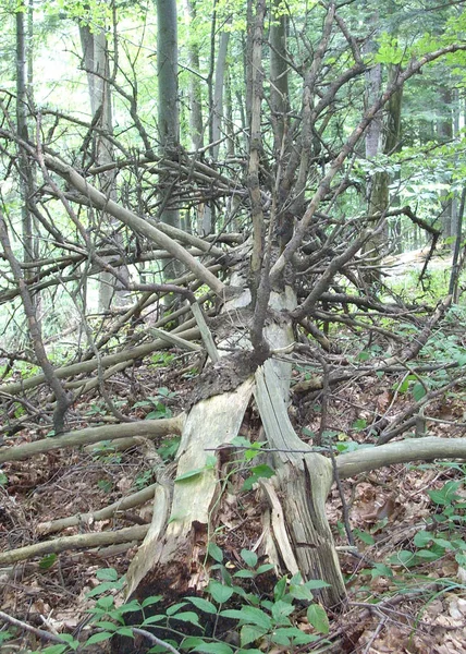 Ukraynalı Karpatlar, Skole Beskydy Ulusal Parkı