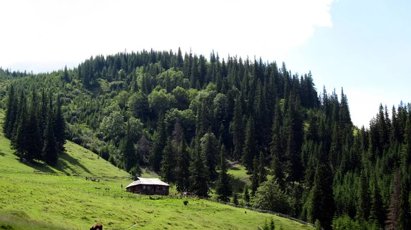 Ukrayna Karpatları Doğa Koruma Alanı — Stok fotoğraf