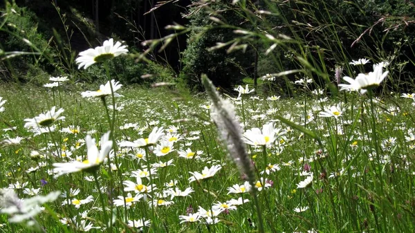 Ukrayna Karpatları, Doğa Koruma Alanı
