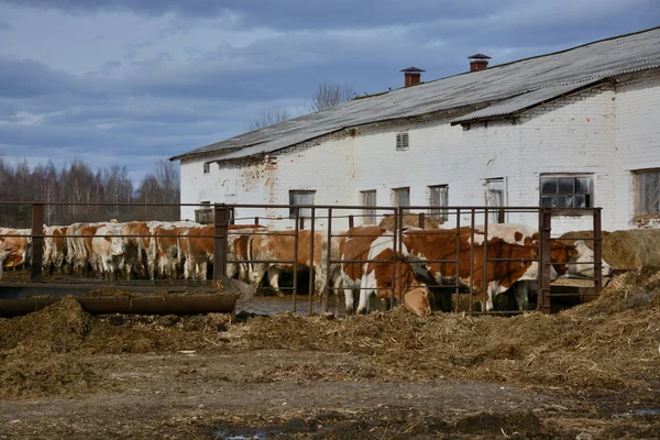 Rusya'da hayvancılık çiftliğinde bir saman inekler yemek