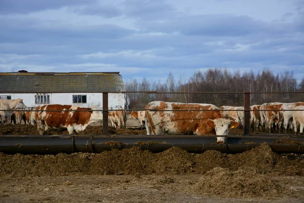Rusya'da hayvancılık çiftliğinde bir saman inekler yemek