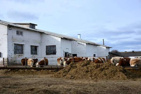 Rusya'da hayvancılık çiftliğinde bir saman inekler yemek