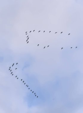 Sonbahar gökyüzünde bir vinç kaması. 