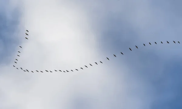 Una cuña de grúas en el cielo otoñal . — Foto de Stock