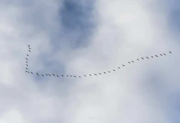 Una cuña de grúas en el cielo otoñal . — Foto de Stock
