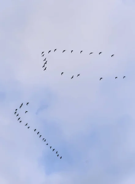 Una cuña de grúas en el cielo otoñal . — Foto de Stock