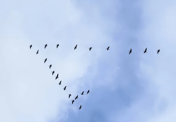 Una cuña de grúas en el cielo otoñal . — Foto de Stock