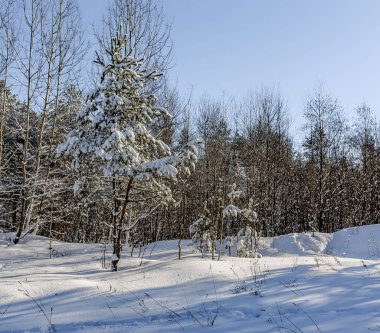 Ormanın kış güneşli bir günde.