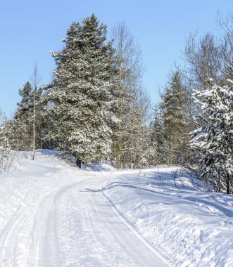 Ormanın kış güneşli bir günde.
