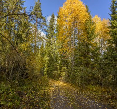 Karelya 'da sonbahar manzarası. 