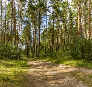 Zaslavl su deposundaki sahile giden orman yolu.. 