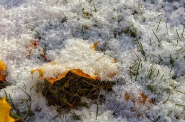 Sarı akçaağaç yaprakları ilk hafif karla kaplı..