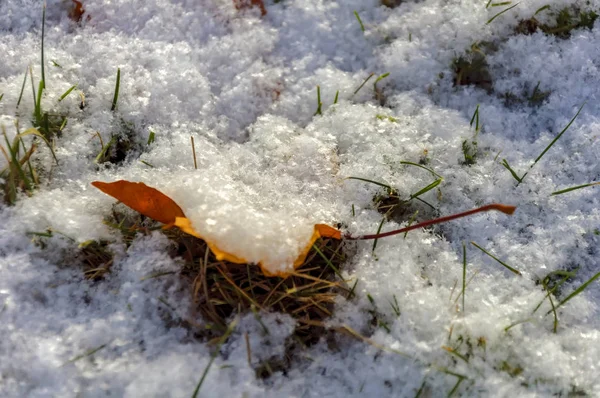 Foglie gialle d'acero ricoperte dalla prima neve leggera . — Foto Stock